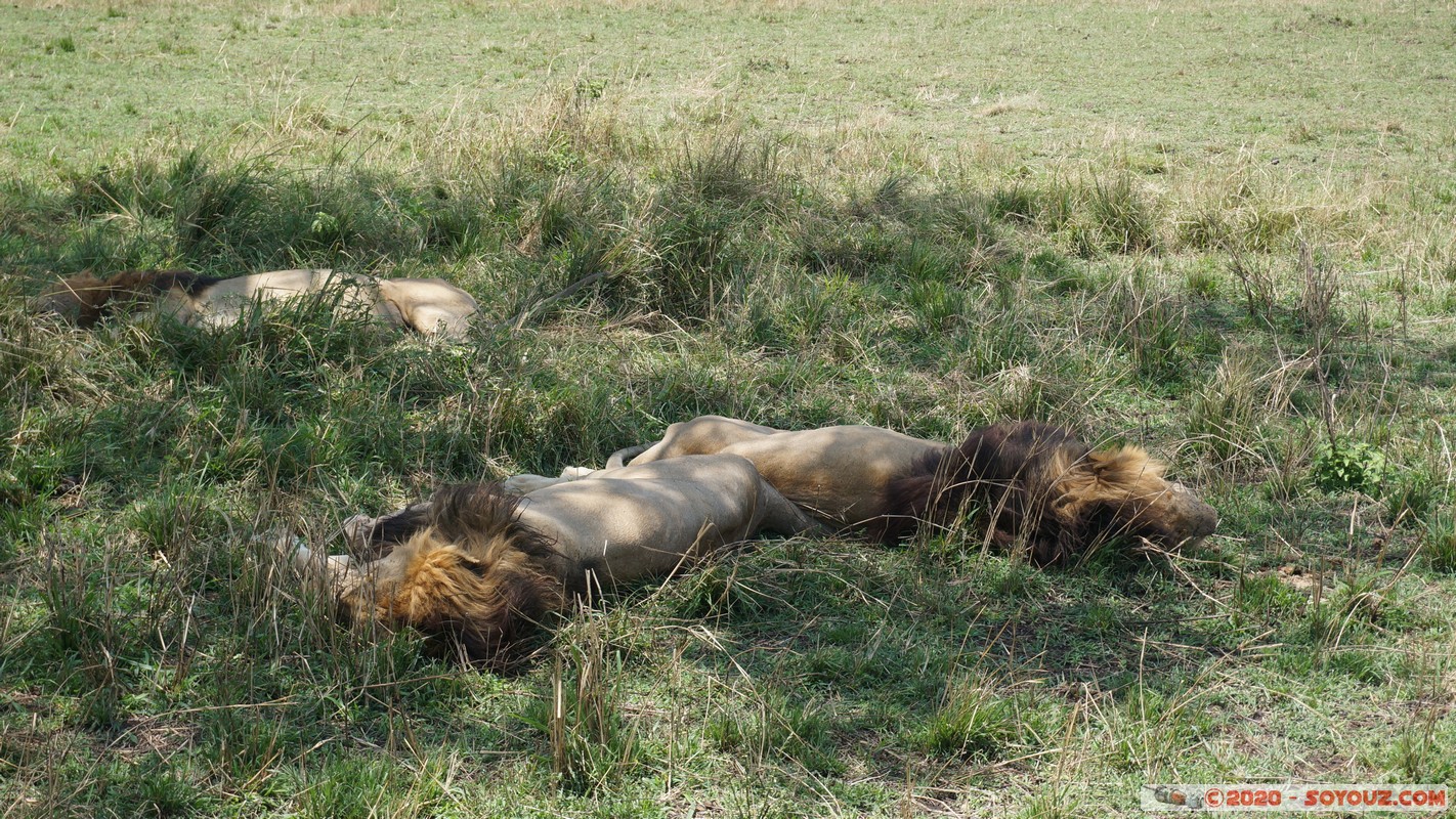 Masai Mara - Lion (Simba)
Mots-clés: geo:lat=-1.48069595 geo:lon=35.06792238 geotagged KEN Kenya Narok Ol Kiombo Masai Mara animals Lion