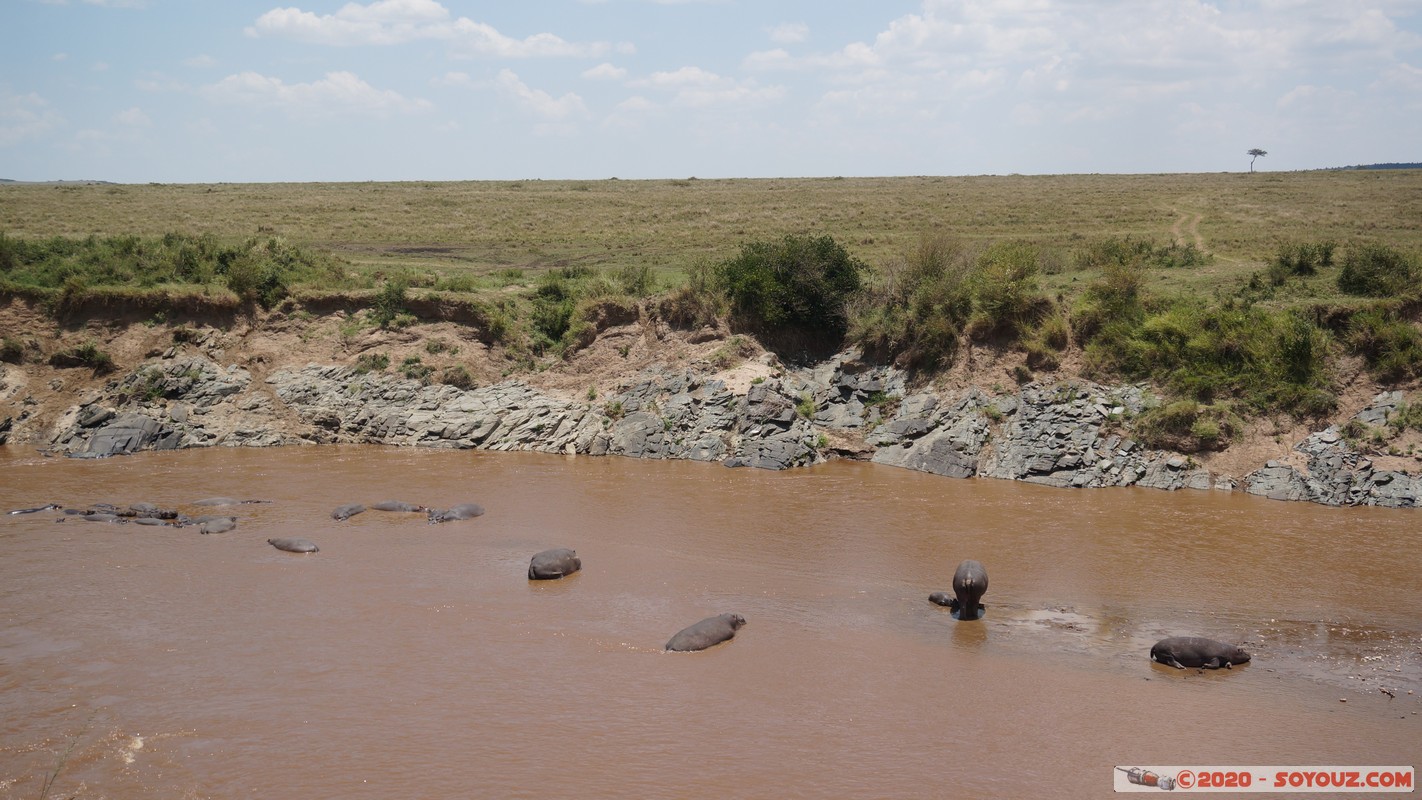 Masai Mara - Hippopotamus
Mots-clés: geo:lat=-1.50196743 geo:lon=35.02617817 geotagged KEN Kenya Narok Ol Kiombo Masai Mara animals hippopotame Mara river Riviere