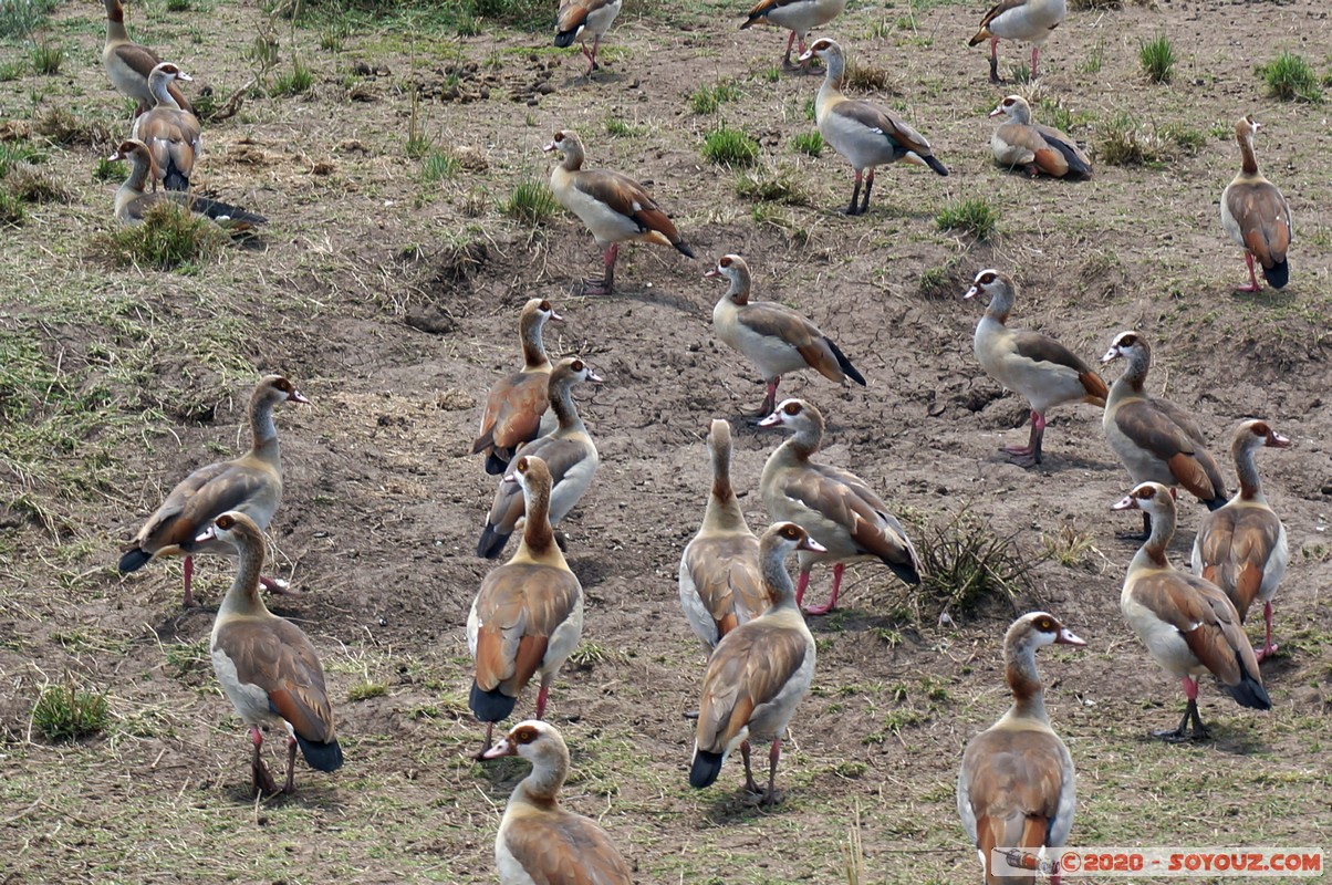 Masai Mara - Egyptian Goose
Mots-clés: geo:lat=-1.50196743 geo:lon=35.02617817 geotagged KEN Kenya Narok Ol Kiombo Masai Mara Mara river Riviere animals oiseau oie Egyptian Goose
