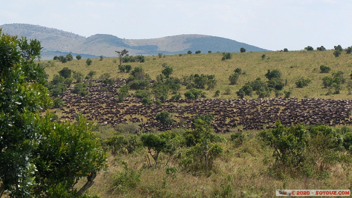 Masai Mara - Wildebeest (Gnou)
Mots-clés: geo:lat=-1.51389262 geo:lon=35.09921655 geotagged KEN Kenya Narok Ol Kiombo Masai Mara Gnou Wildebeest