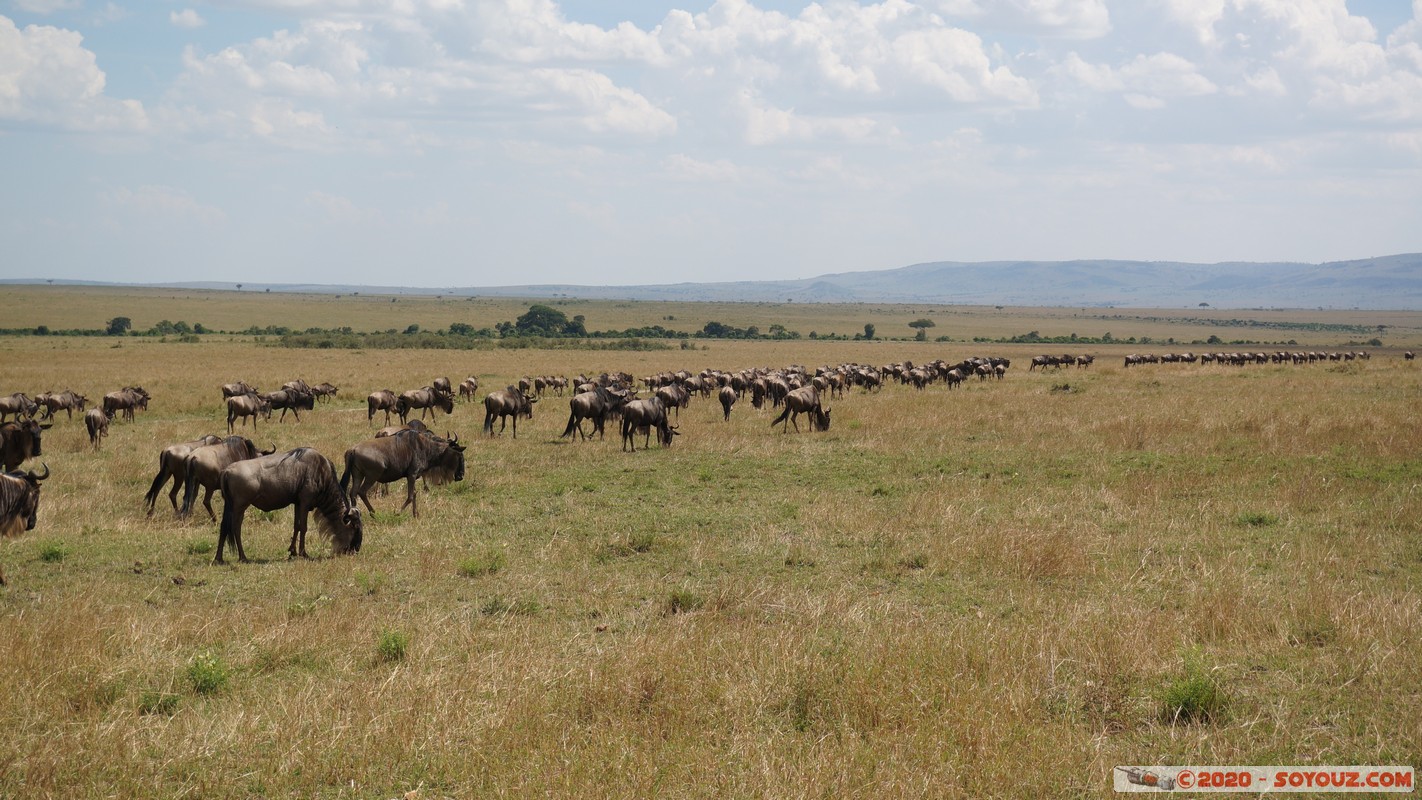 Masai Mara - Wildebeest (Gnou)
Mots-clés: geo:lat=-1.51780669 geo:lon=35.11155866 geotagged KEN Kenya Narok Ol Kiombo Masai Mara Gnou Wildebeest