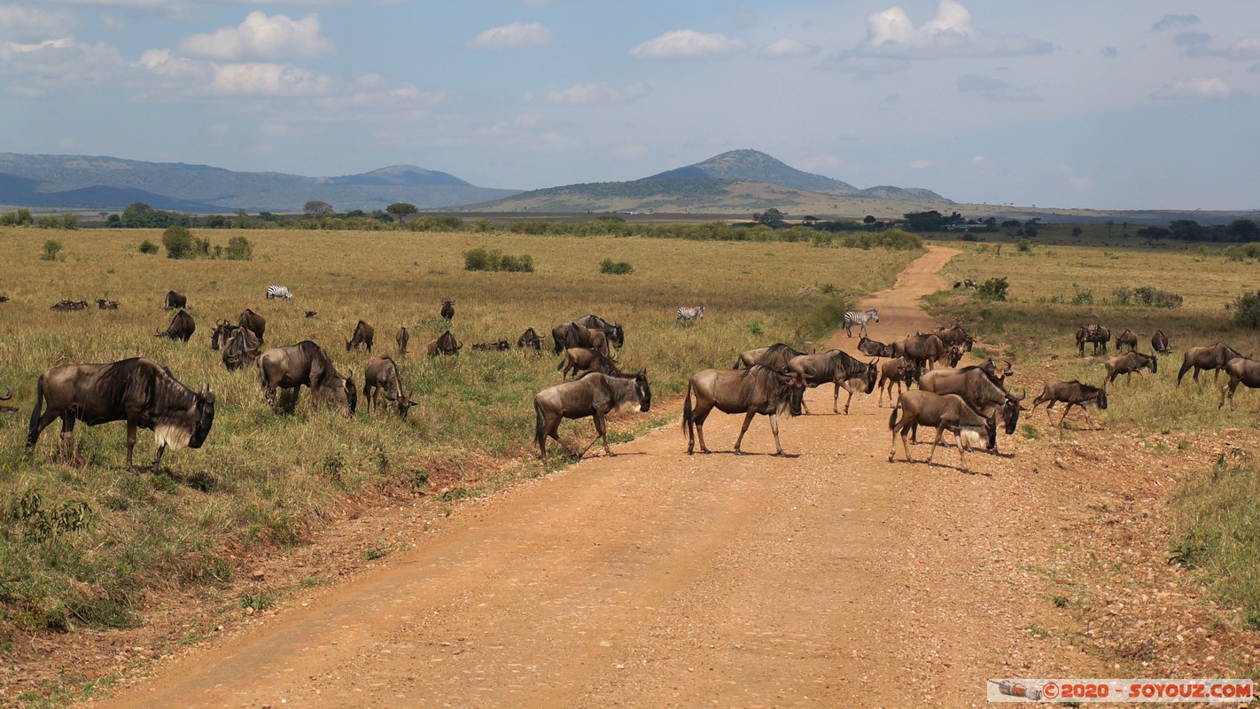 Masai Mara - Wildebeest (Gnou)
Mots-clés: geo:lat=-1.51780669 geo:lon=35.11155866 geotagged KEN Kenya Narok Ol Kiombo Masai Mara Gnou Wildebeest Route
