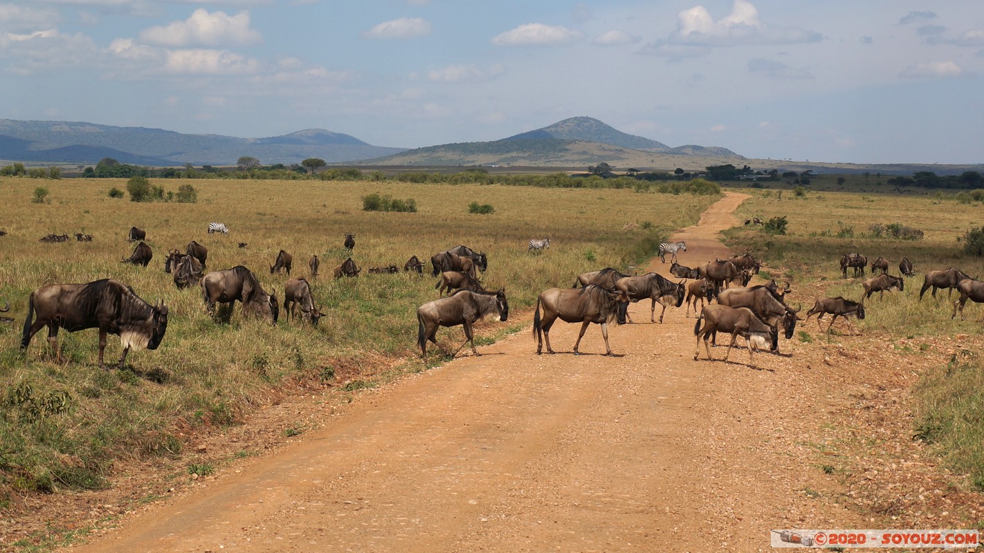 Masai Mara - Wildebeest (Gnou)
Mots-clés: geo:lat=-1.51780669 geo:lon=35.11155866 geotagged KEN Kenya Narok Ol Kiombo Masai Mara Gnou Wildebeest Route