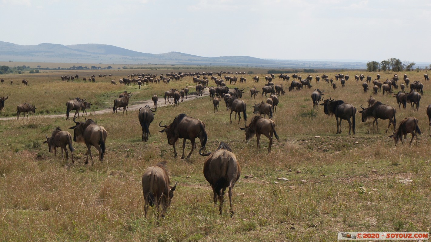 Masai Mara - Wildebeest (Gnou)
Mots-clés: geo:lat=-1.51780669 geo:lon=35.11155866 geotagged KEN Kenya Narok Ol Kiombo Masai Mara Gnou Wildebeest