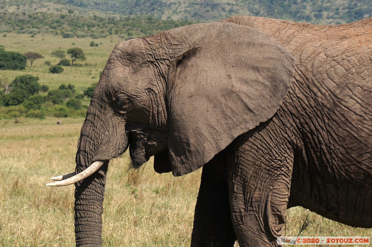 Masai Mara - Elephant
Mots-clés: geo:lat=-1.56358780 geo:lon=35.23255683 geotagged Keekorok KEN Kenya Narok Masai Mara animals Elephant