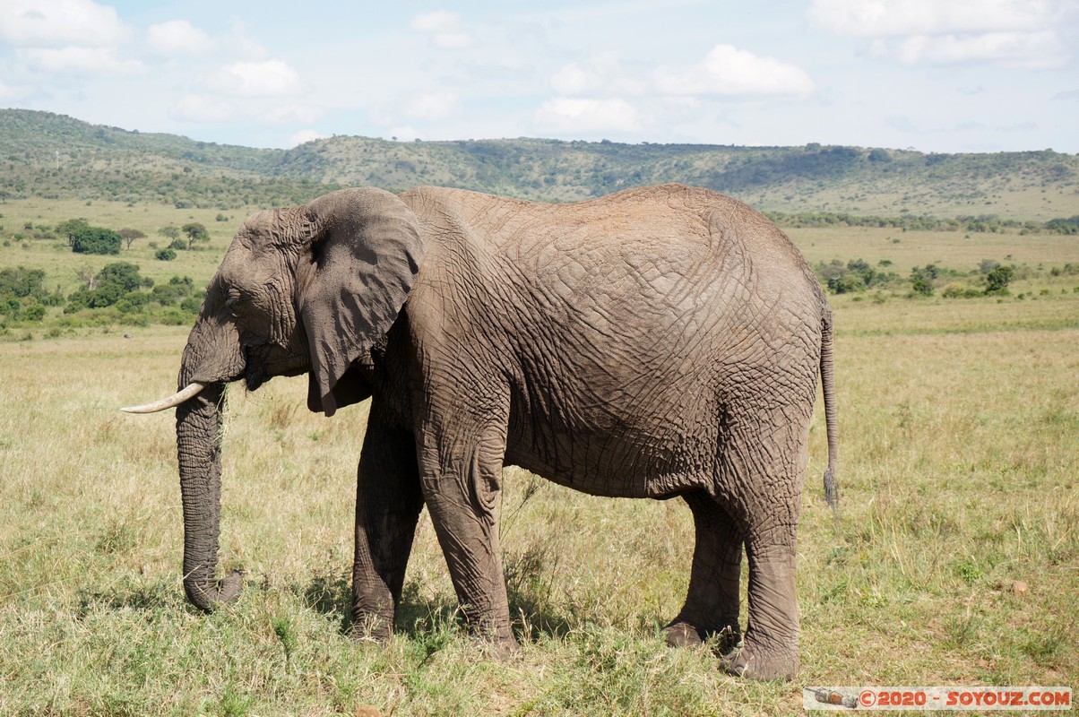 Masai Mara - Elephant
Mots-clés: geo:lat=-1.56358780 geo:lon=35.23255683 geotagged Keekorok KEN Kenya Narok Masai Mara animals Elephant