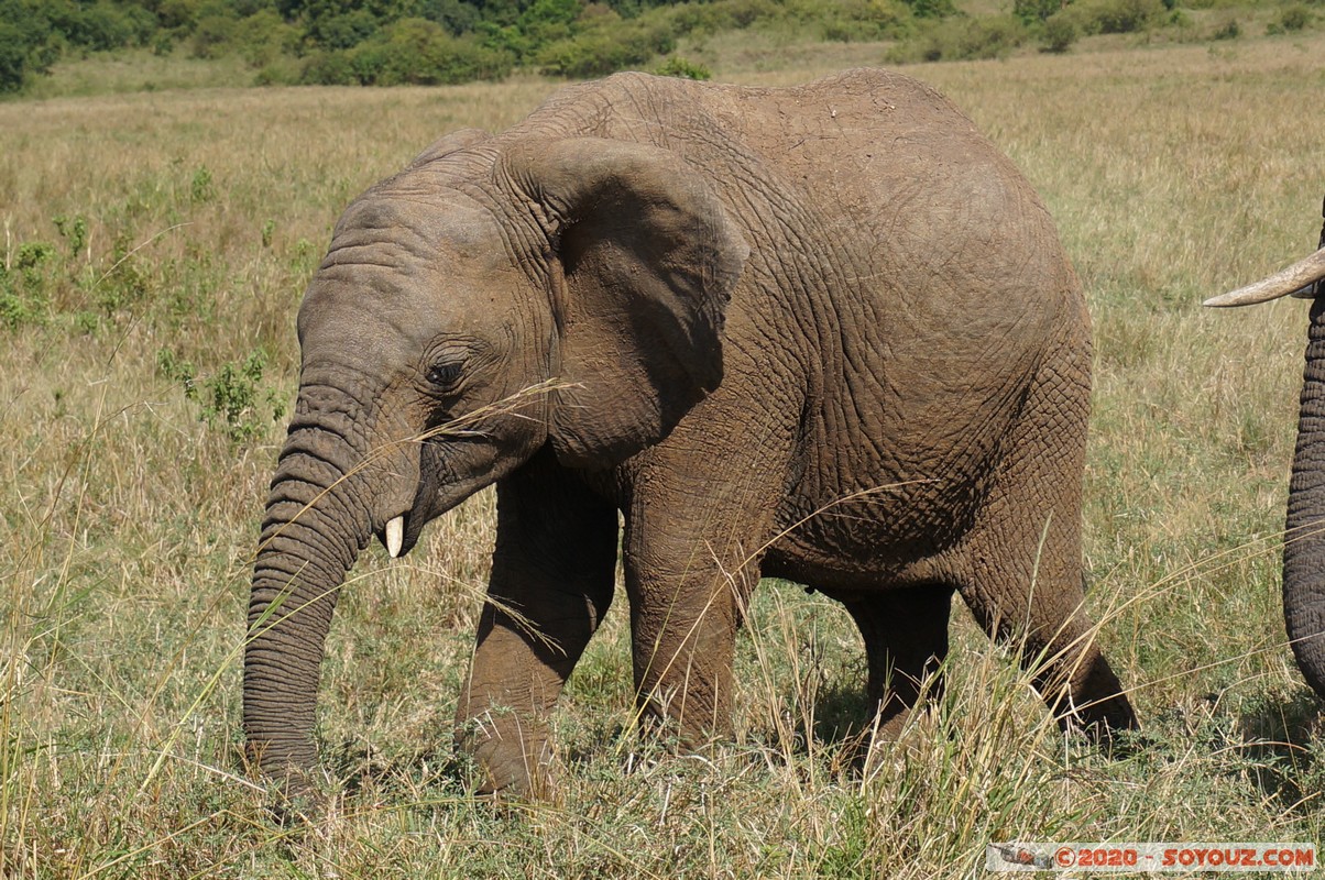 Masai Mara - Elephant
Mots-clés: geo:lat=-1.56358780 geo:lon=35.23255683 geotagged Keekorok KEN Kenya Narok Masai Mara animals Elephant