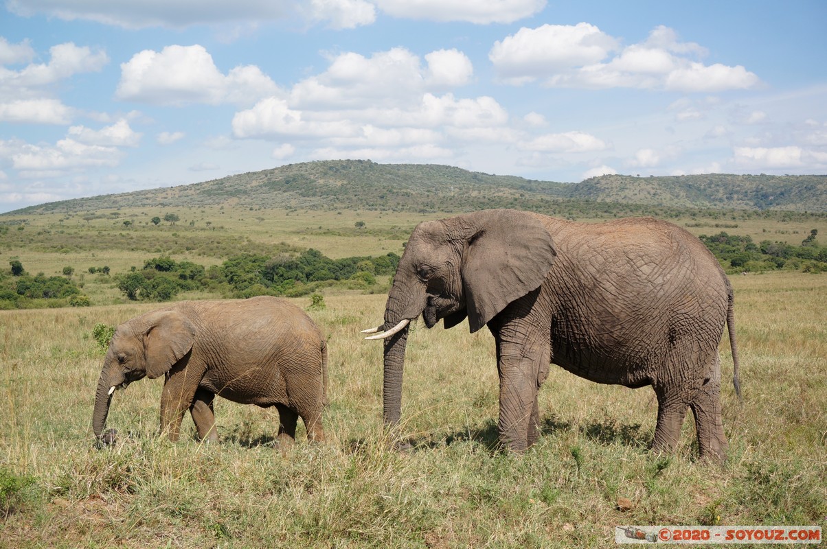 Masai Mara - Elephant
Mots-clés: geo:lat=-1.56358780 geo:lon=35.23255683 geotagged Keekorok KEN Kenya Narok Masai Mara animals Elephant