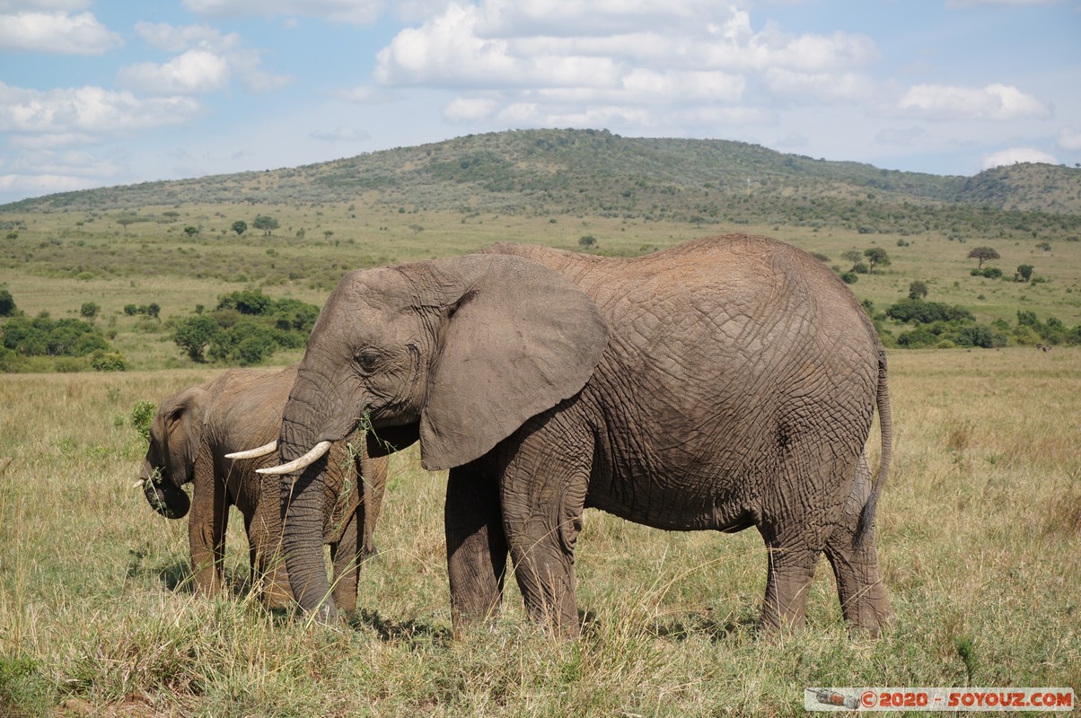 Masai Mara - Elephant
Mots-clés: geo:lat=-1.56358780 geo:lon=35.23255683 geotagged Keekorok KEN Kenya Narok Masai Mara animals Elephant