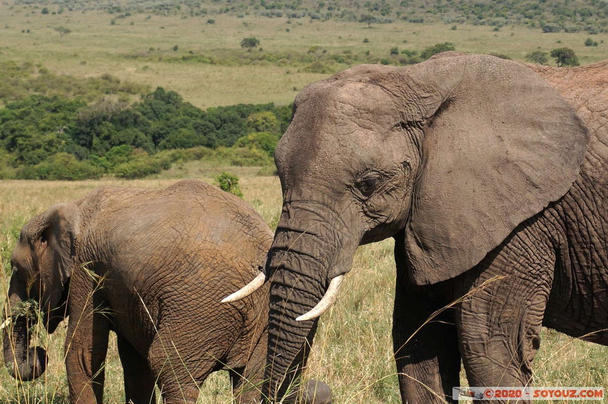 Masai Mara - Elephant
Mots-clés: geo:lat=-1.56358780 geo:lon=35.23255683 geotagged Keekorok KEN Kenya Narok Masai Mara animals Elephant