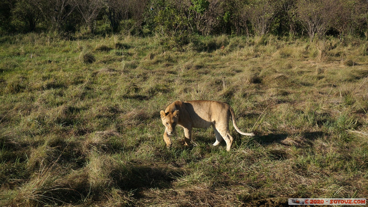 Masai Mara - Lion (Simba)
Mots-clés: geo:lat=-1.53187900 geo:lon=35.28392405 geotagged Keekorok KEN Kenya Narok Masai Mara animals Lion