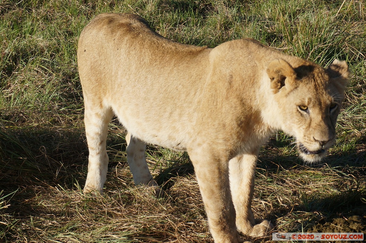 Masai Mara - Lion (Simba)
Mots-clés: geo:lat=-1.53187900 geo:lon=35.28392405 geotagged Keekorok KEN Kenya Narok Masai Mara animals Lion