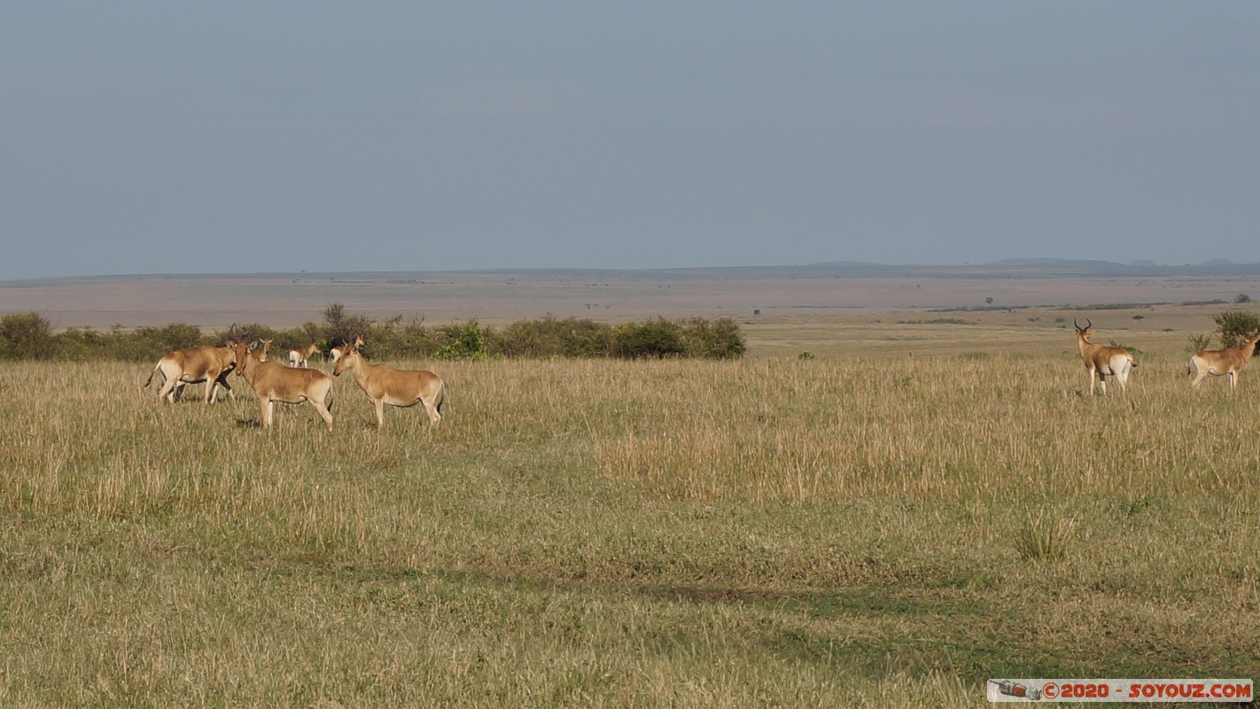 Masai Mara - Coke's Hartebeest
Mots-clés: geo:lat=-1.52879020 geo:lon=35.28486819 geotagged Keekorok KEN Kenya Narok Masai Mara bubale roux Coke's Hartebeest
