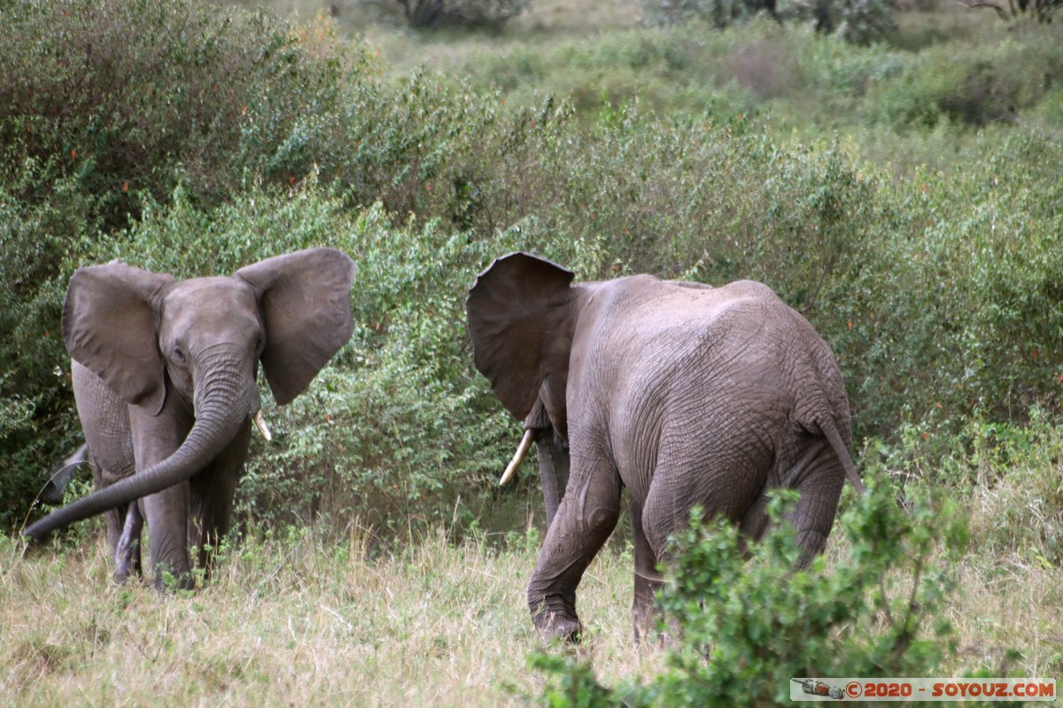 Masai Mara - Elephant
Mots-clés: geo:lat=-1.52384042 geo:lon=35.32464584 geotagged KEN Kenya Narok Talel Masai Mara animals Elephant