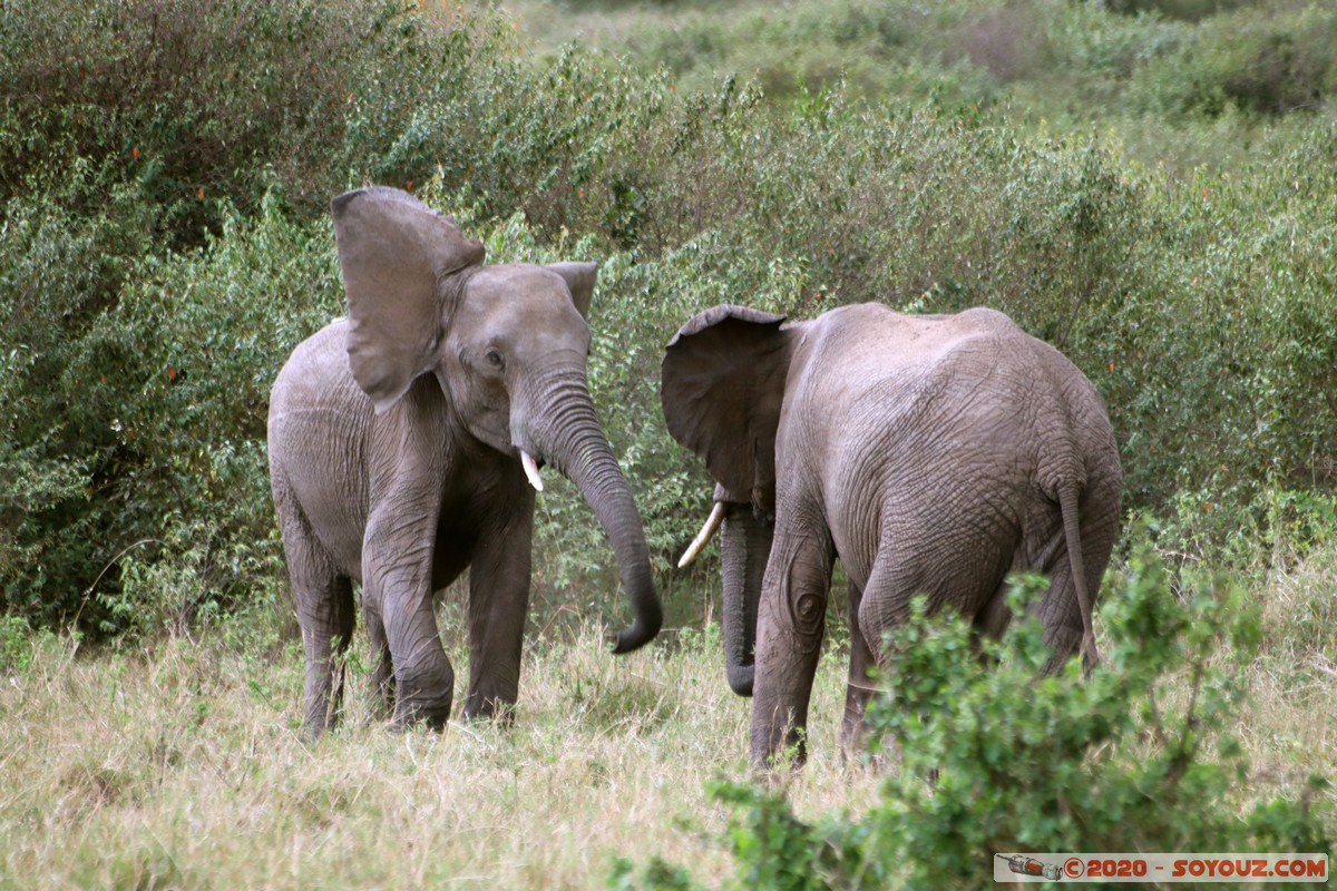 Masai Mara - Elephant
Mots-clés: geo:lat=-1.52384042 geo:lon=35.32464584 geotagged KEN Kenya Narok Talel Masai Mara animals Elephant