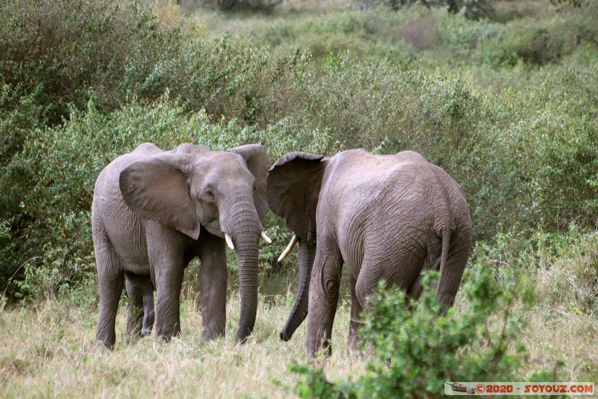 Masai Mara - Elephant
Mots-clés: geo:lat=-1.52384042 geo:lon=35.32464584 geotagged KEN Kenya Narok Talel Masai Mara animals Elephant