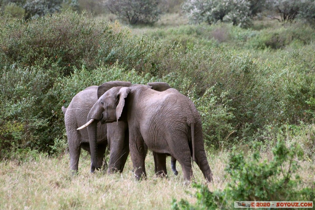 Masai Mara - Elephant
Mots-clés: geo:lat=-1.52384042 geo:lon=35.32464584 geotagged KEN Kenya Narok Talel Masai Mara animals Elephant