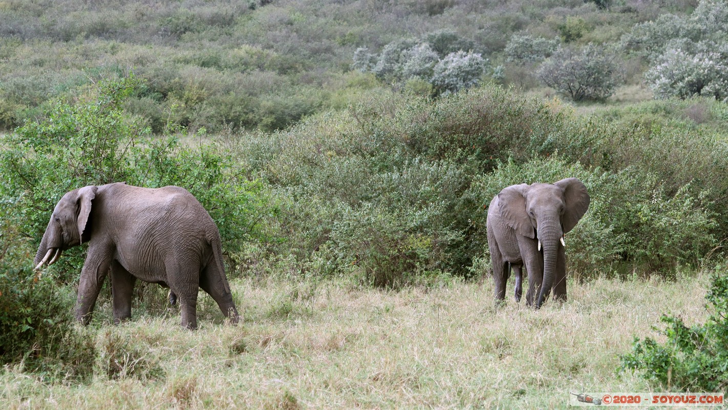 Masai Mara - Elephant
Mots-clés: geo:lat=-1.52384042 geo:lon=35.32464584 geotagged KEN Kenya Narok Talel Masai Mara animals Elephant