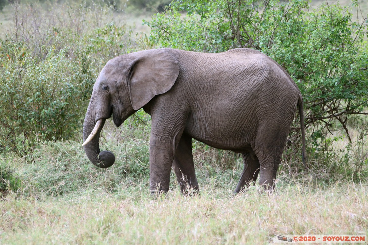 Masai Mara - Elephant
Mots-clés: geo:lat=-1.52384042 geo:lon=35.32464584 geotagged KEN Kenya Narok Talel Masai Mara animals Elephant