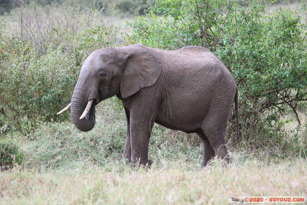 Masai Mara - Elephant
Mots-clés: geo:lat=-1.52384042 geo:lon=35.32464584 geotagged KEN Kenya Narok Talel Masai Mara animals Elephant