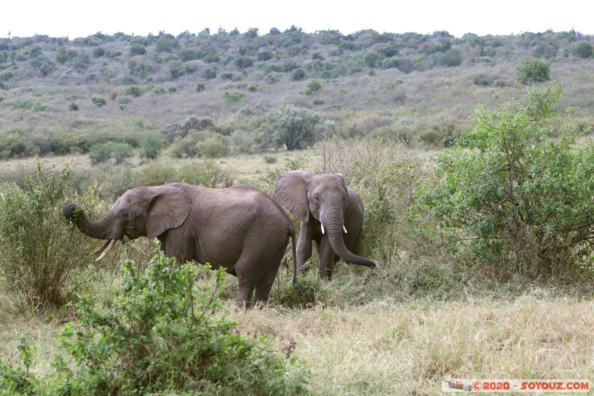 Masai Mara - Elephant
Mots-clés: geo:lat=-1.52384042 geo:lon=35.32464584 geotagged KEN Kenya Narok Talel Masai Mara animals Elephant