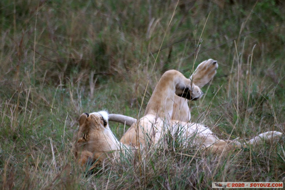 Masai Mara - Lion (Simba)
Mots-clés: geo:lat=-1.52463455 geo:lon=35.31355786 geotagged Keekorok KEN Kenya Narok Masai Mara animals Lion