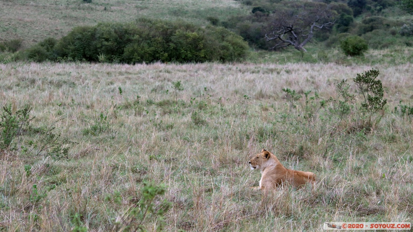 Masai Mara - Lion (Simba)
Mots-clés: geo:lat=-1.52463455 geo:lon=35.31355786 geotagged Keekorok KEN Kenya Narok Masai Mara animals Lion