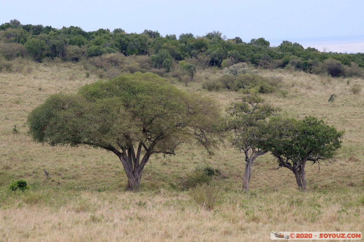 Masai Mara
Mots-clés: geo:lat=-1.52480615 geo:lon=35.30857968 geotagged Keekorok KEN Kenya Narok Masai Mara Arbres