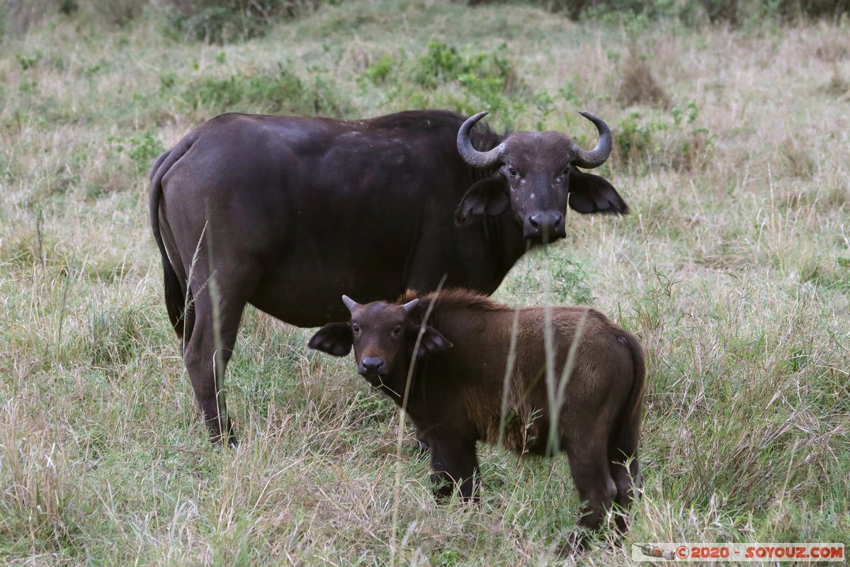 Masai Mara - Buffalo
Mots-clés: geo:lat=-1.52798076 geo:lon=35.30128407 geotagged Keekorok KEN Kenya Narok Masai Mara animals Buffle