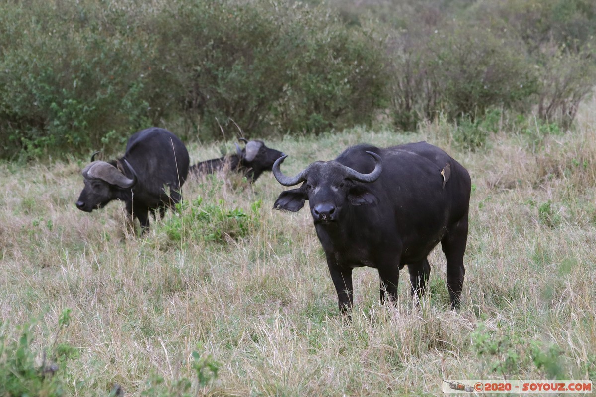 Masai Mara - Buffalo
Mots-clés: geo:lat=-1.52798076 geo:lon=35.30128407 geotagged Keekorok KEN Kenya Narok Masai Mara animals Buffle