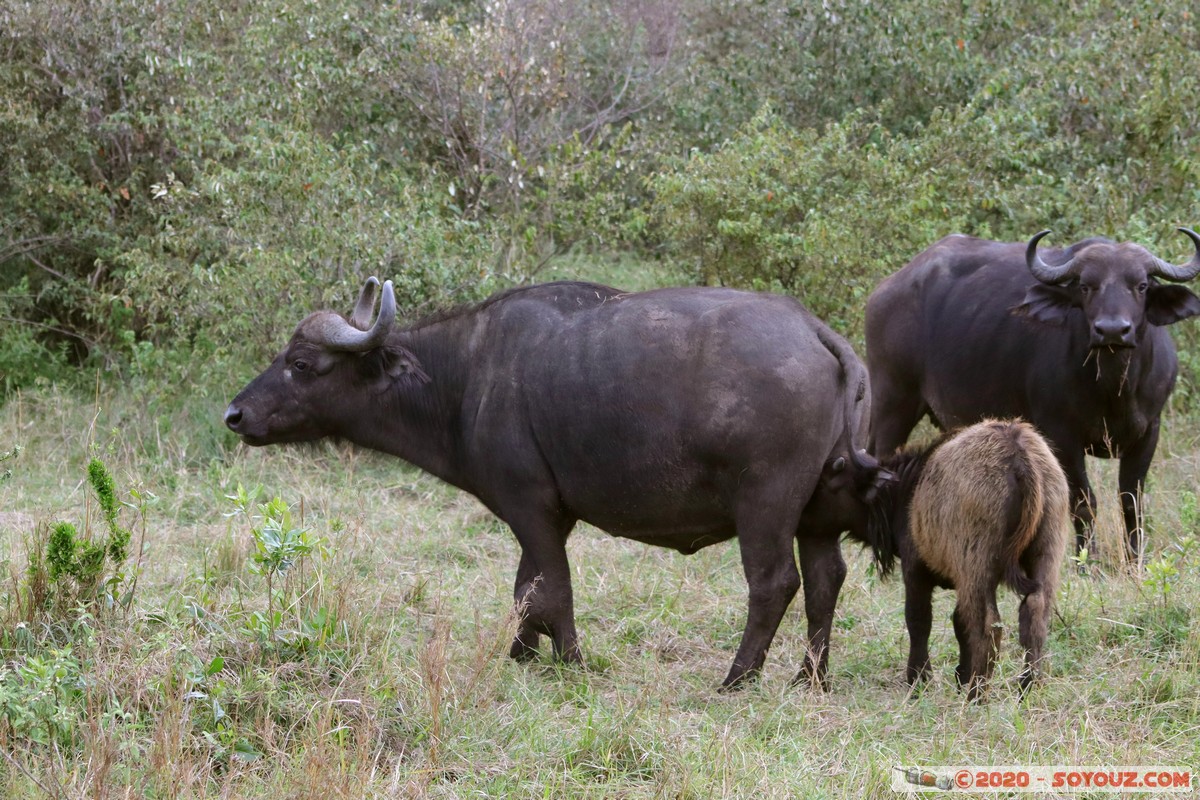 Masai Mara - Buffalo
Mots-clés: geo:lat=-1.52798076 geo:lon=35.30128407 geotagged Keekorok KEN Kenya Narok Masai Mara animals Buffle