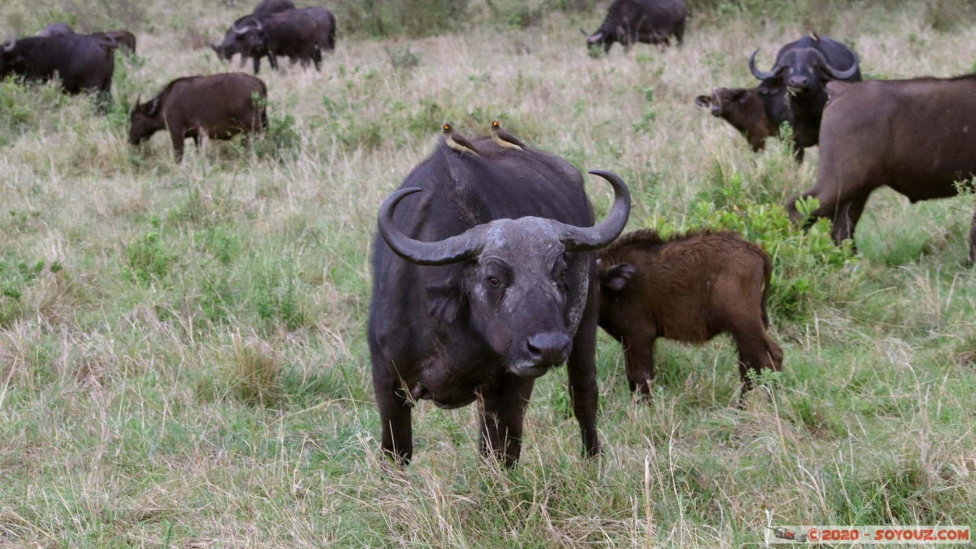 Masai Mara - Buffalo
Mots-clés: geo:lat=-1.52798076 geo:lon=35.30128407 geotagged Keekorok KEN Kenya Narok Masai Mara animals Buffle