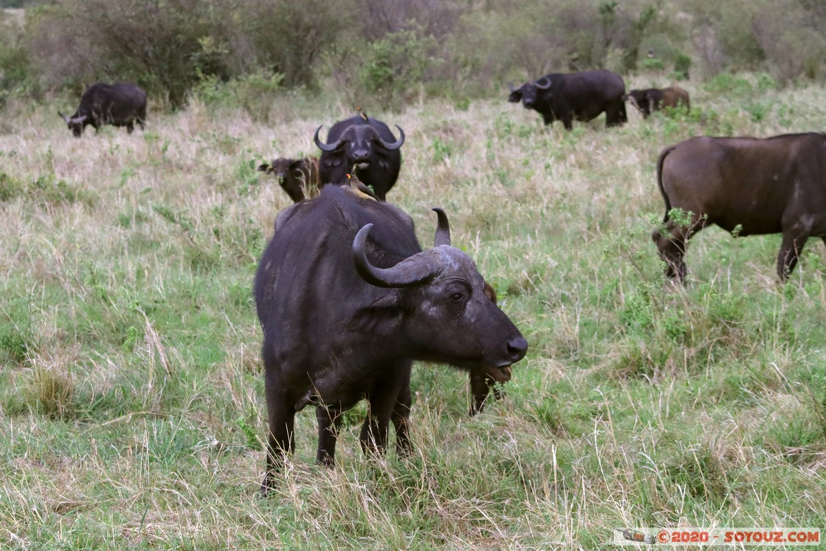 Masai Mara - Buffalo
Mots-clés: geo:lat=-1.52798076 geo:lon=35.30128407 geotagged Keekorok KEN Kenya Narok Masai Mara animals Buffle