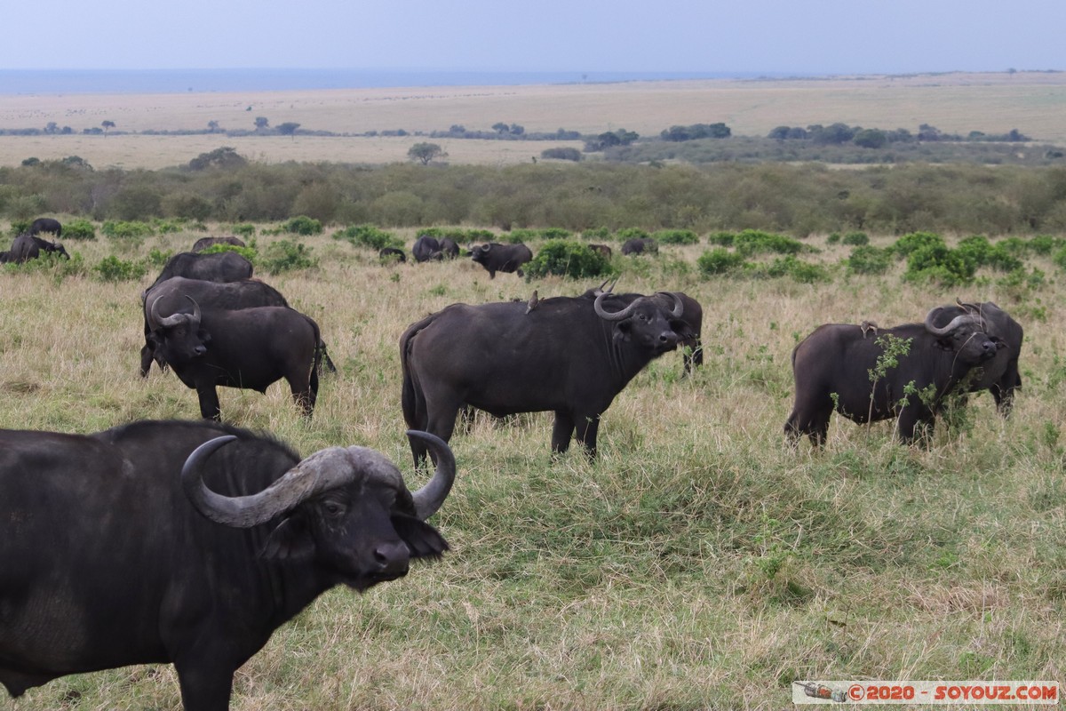 Masai Mara - Buffalo
Mots-clés: geo:lat=-1.52798076 geo:lon=35.30128407 geotagged Keekorok KEN Kenya Narok Masai Mara animals Buffle