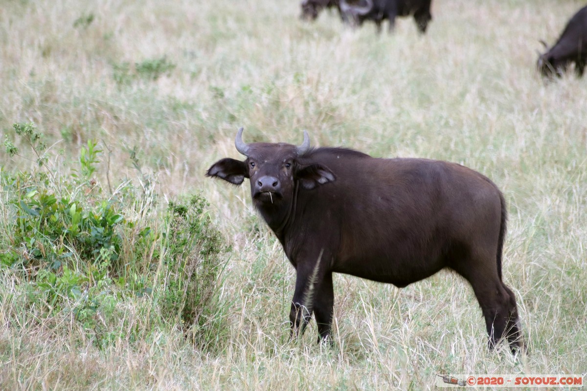 Masai Mara - Buffalo
Mots-clés: geo:lat=-1.52798076 geo:lon=35.30128407 geotagged Keekorok KEN Kenya Narok Masai Mara animals Buffle