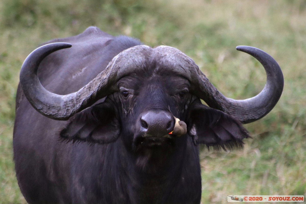 Masai Mara - Buffalo and annoying Red-billed Oxpecker
Mots-clés: geo:lat=-1.52798076 geo:lon=35.30128407 geotagged Keekorok KEN Kenya Narok Masai Mara animals Buffle oiseau Red-billed Oxpecker