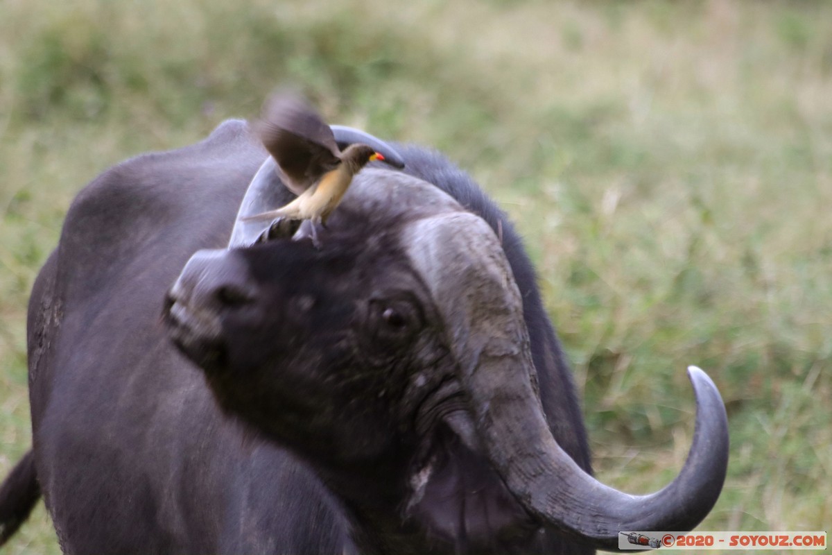 Masai Mara - Buffalo and annoying Red-billed Oxpecker
Mots-clés: geo:lat=-1.52798076 geo:lon=35.30128407 geotagged Keekorok KEN Kenya Narok Masai Mara animals Buffle oiseau Red-billed Oxpecker