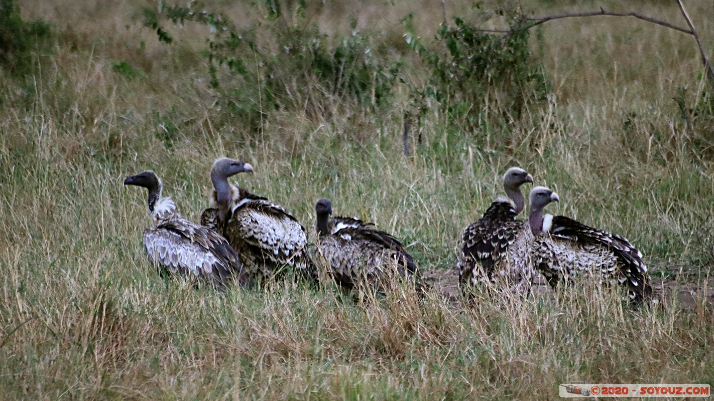 Masai Mara - Ruppell's Vulture
Mots-clés: geo:lat=-1.52746595 geo:lon=35.29613423 geotagged Keekorok KEN Kenya Narok Masai Mara oiseau vautour Ruppell's Vulture