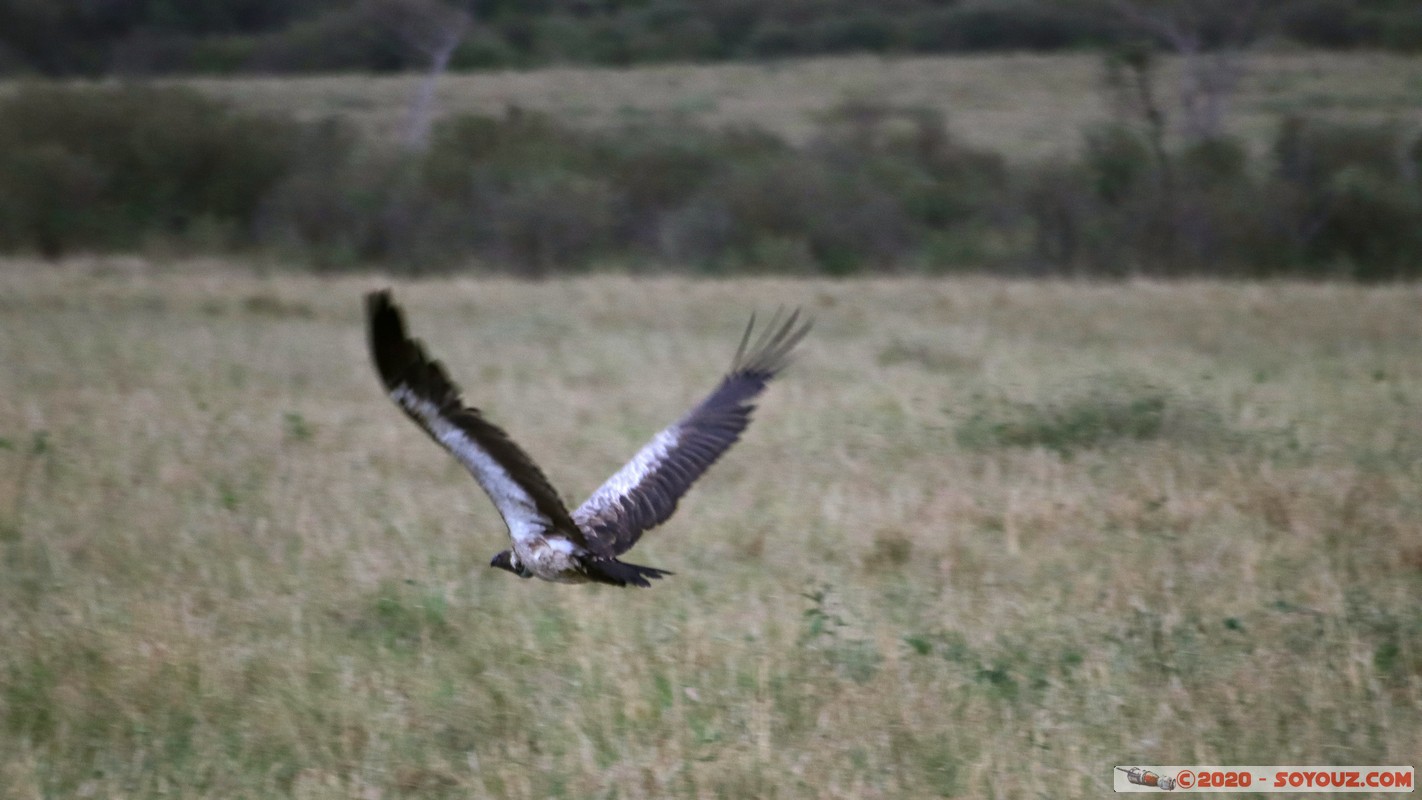 Masai Mara - Ruppell's Vulture
Mots-clés: geo:lat=-1.52746595 geo:lon=35.29613423 geotagged Keekorok KEN Kenya Narok Masai Mara oiseau vautour Ruppell's Vulture