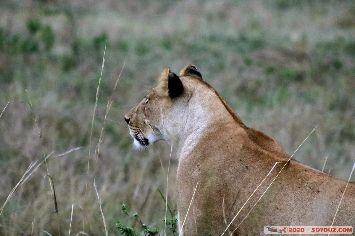 Masai Mara - Lion (Simba)
Mots-clés: geo:lat=-1.53033387 geo:lon=35.30180399 geotagged Keekorok KEN Kenya Narok Masai Mara animals Lion