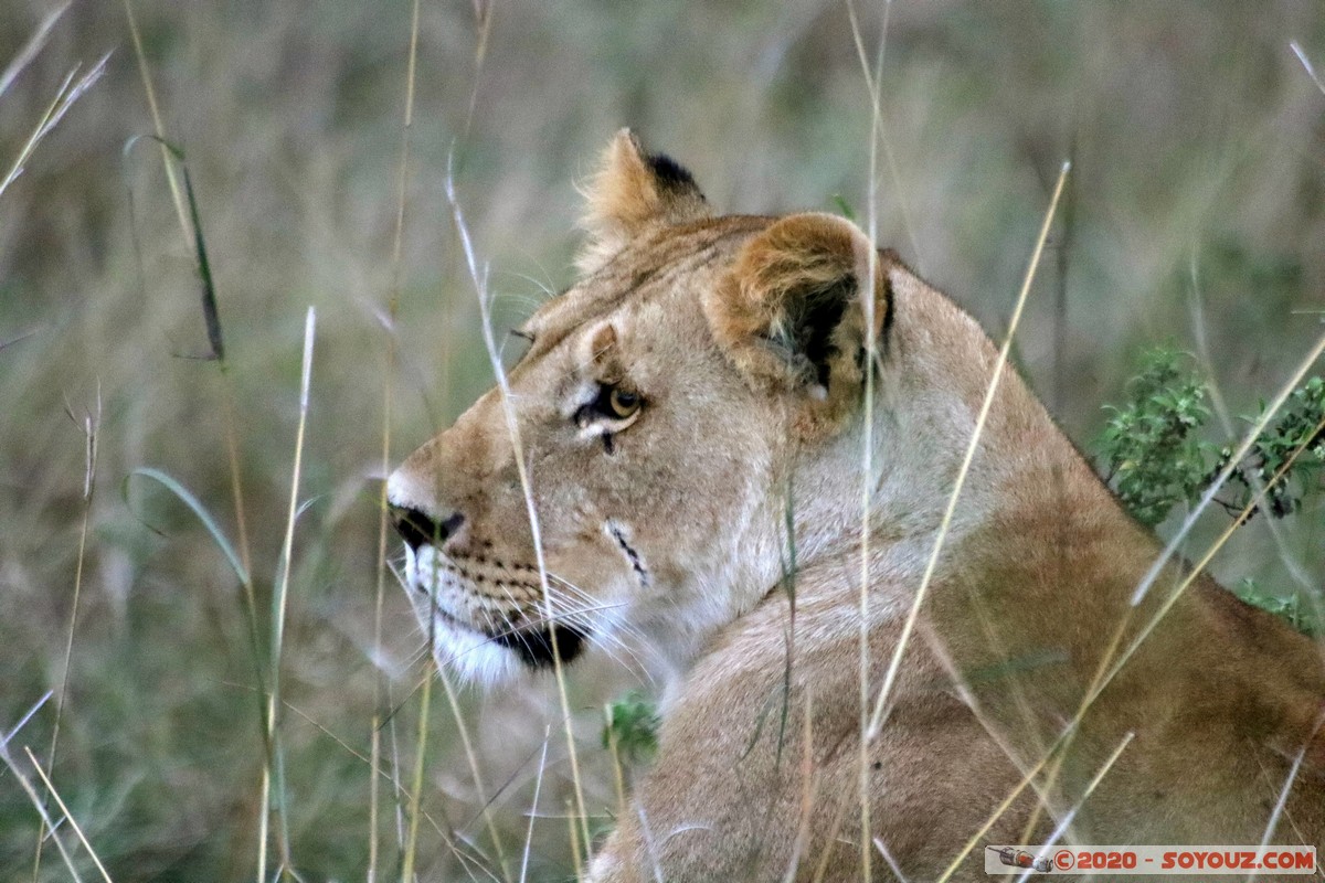 Masai Mara - Lion (Simba)
Mots-clés: geo:lat=-1.53033387 geo:lon=35.30180399 geotagged Keekorok KEN Kenya Narok Masai Mara animals Lion