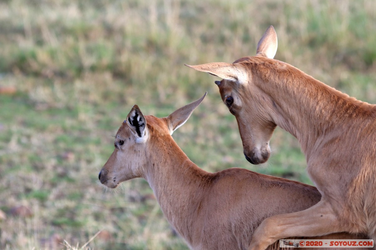 Masai Mara - Coke's Hartebeest
Mots-clés: geo:lat=-1.58496375 geo:lon=35.17667146 geotagged Keekorok KEN Kenya Narok Masai Mara Coke's Hartebeest bubale roux animals