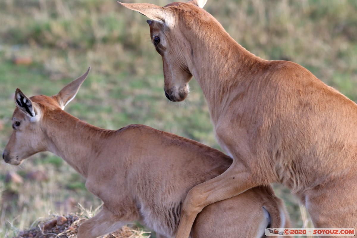 Masai Mara - Coke's Hartebeest
Mots-clés: geo:lat=-1.58496375 geo:lon=35.17667146 geotagged Keekorok KEN Kenya Narok Masai Mara Coke's Hartebeest bubale roux animals