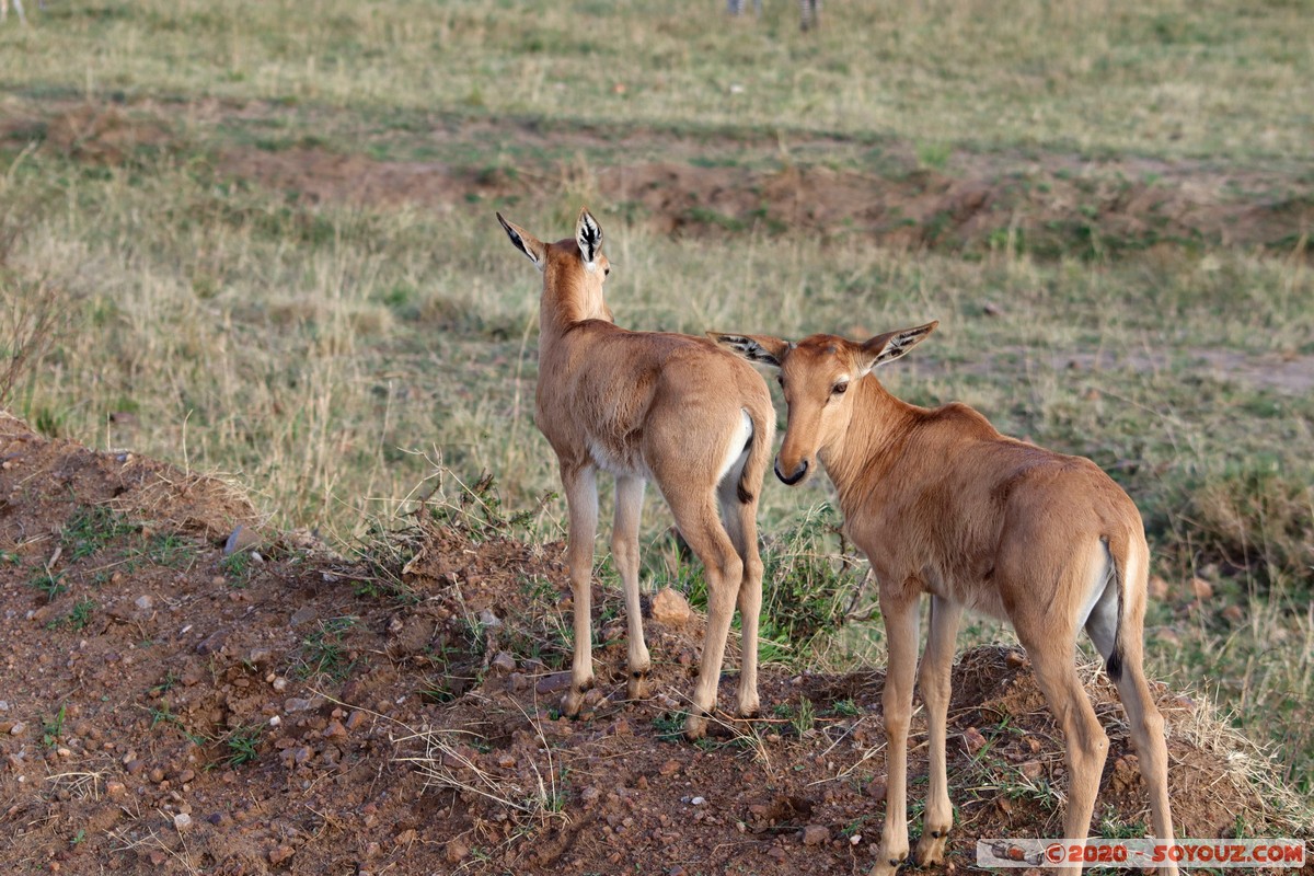 Masai Mara - Coke's Hartebeest
Mots-clés: geo:lat=-1.58496375 geo:lon=35.17667146 geotagged Keekorok KEN Kenya Narok Masai Mara Coke's Hartebeest bubale roux animals