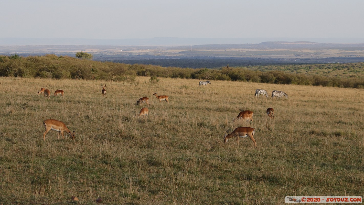 Masai Mara - Grant's Gazelle
Mots-clés: geo:lat=-1.58496375 geo:lon=35.17667146 geotagged Keekorok KEN Kenya Narok Masai Mara Grant's Gazelle animals zebre