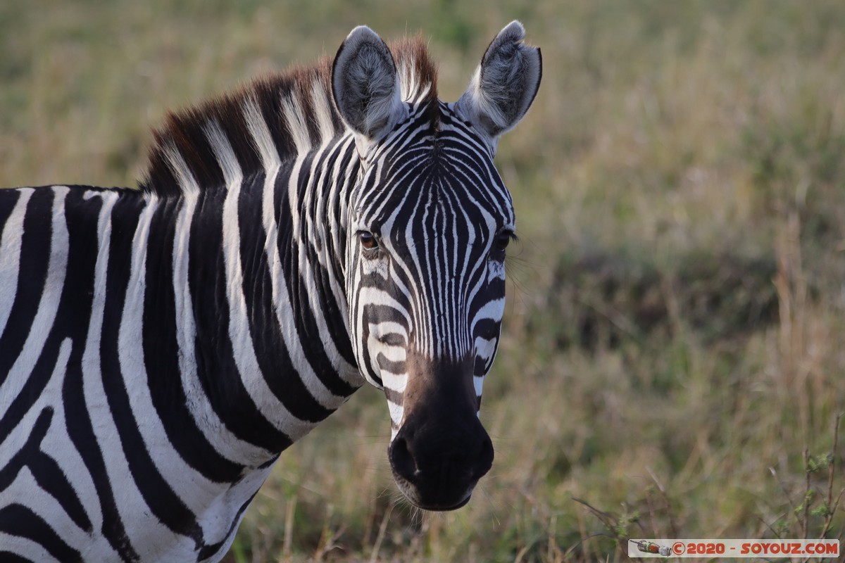 Masai Mara - Zebra
Mots-clés: geo:lat=-1.58496375 geo:lon=35.17667146 geotagged Keekorok KEN Kenya Narok Masai Mara animals zebre