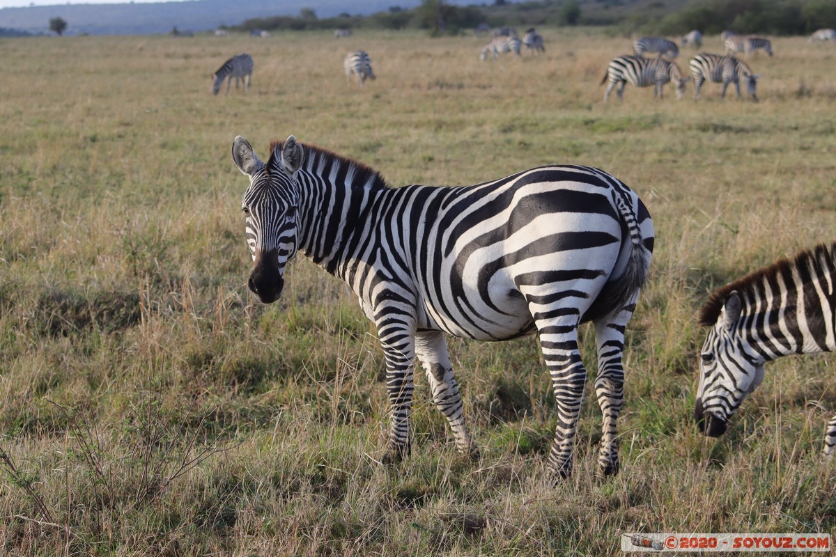 Masai Mara - Zebra
Mots-clés: geo:lat=-1.58496375 geo:lon=35.17667146 geotagged Keekorok KEN Kenya Narok Masai Mara animals zebre