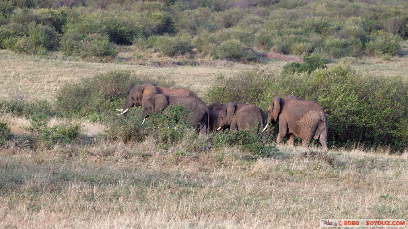 Masai Mara - Elephant
Mots-clés: geo:lat=-1.58247561 geo:lon=35.16770215 geotagged Keekorok KEN Kenya Narok Masai Mara animals Elephant