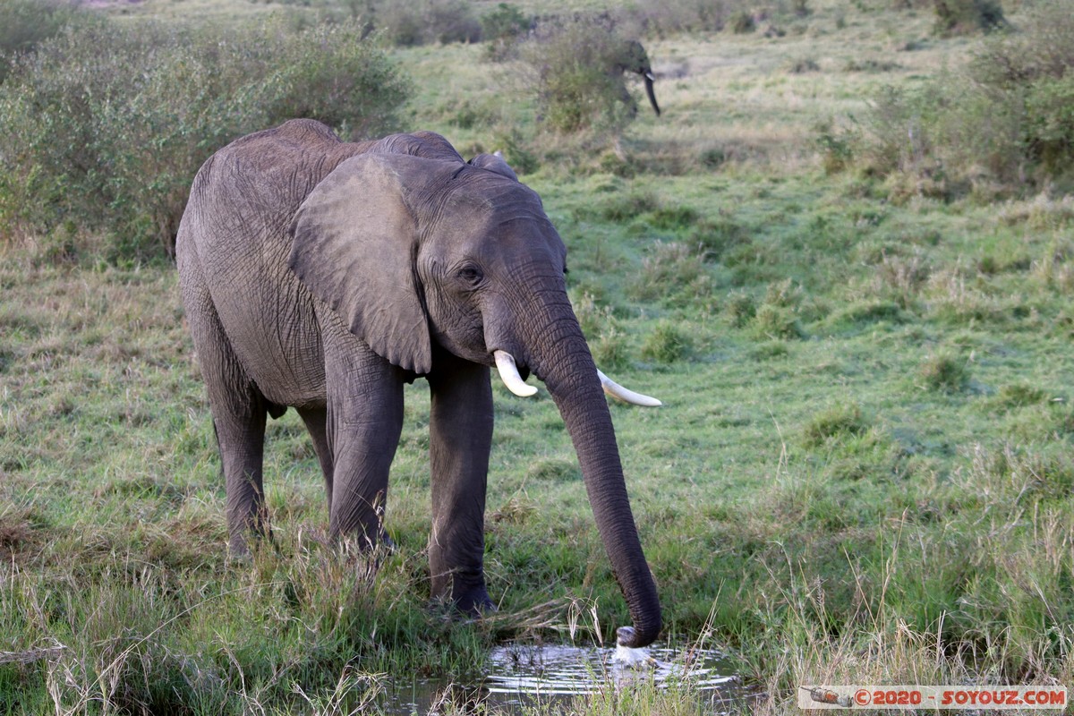 Masai Mara - Elephant
Mots-clés: geo:lat=-1.58247561 geo:lon=35.16770215 geotagged Keekorok KEN Kenya Narok Masai Mara animals Elephant