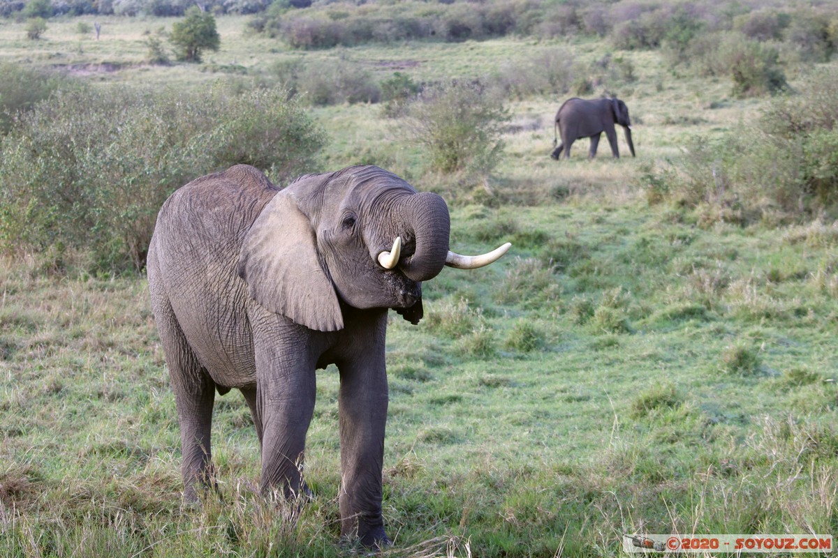 Masai Mara - Elephant
Mots-clés: geo:lat=-1.58247561 geo:lon=35.16770215 geotagged Keekorok KEN Kenya Narok Masai Mara animals Elephant